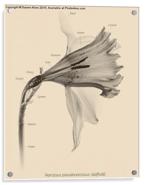  Daffodil Acrylic by Darren Allen