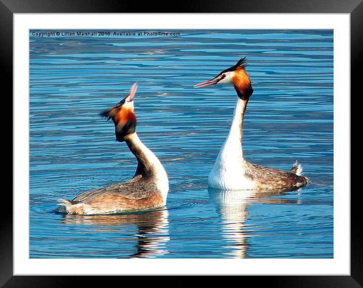 Great Crested Grebes Courting.  Framed Mounted Print by Lilian Marshall