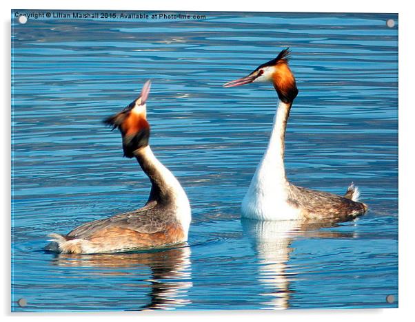 Great Crested Grebes Courting.  Acrylic by Lilian Marshall