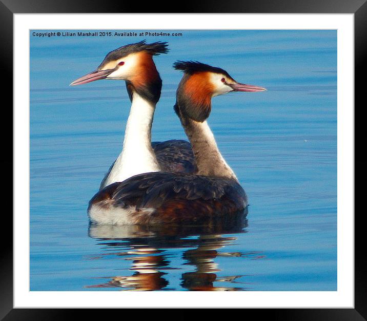 Great Crested Grebes courting.,  Framed Mounted Print by Lilian Marshall