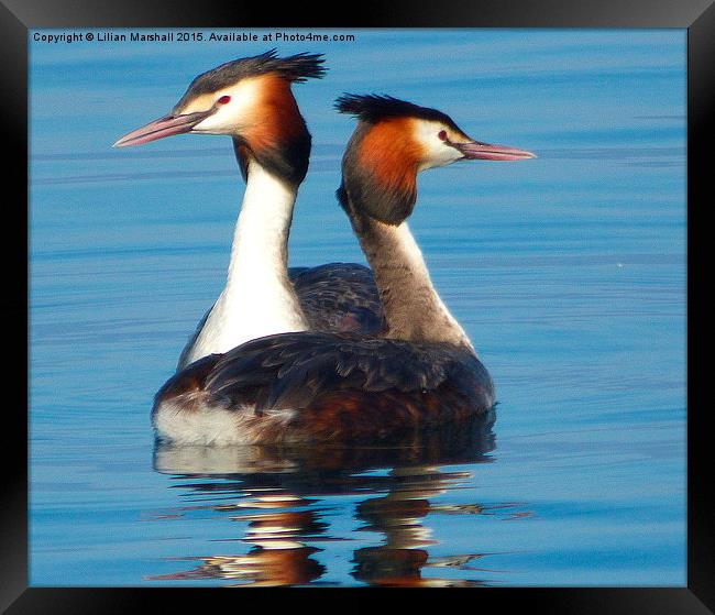 Great Crested Grebes courting.,  Framed Print by Lilian Marshall