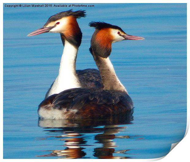 Great Crested Grebes courting.,  Print by Lilian Marshall