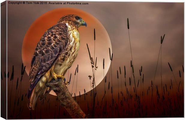 Red Tail Hawk At Rest Canvas Print by Tom York