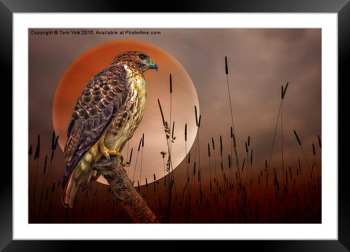 Red Tail Hawk At Rest Framed Mounted Print by Tom York