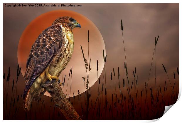 Red Tail Hawk At Rest Print by Tom York