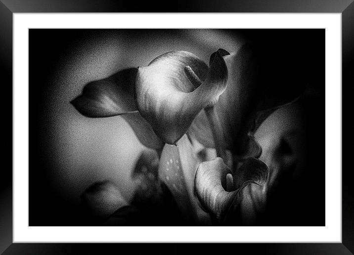  Calla Lily Framed Mounted Print by Douglas McMann