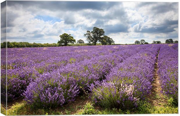 Somerset Lavender Canvas Print by Andrew Ray