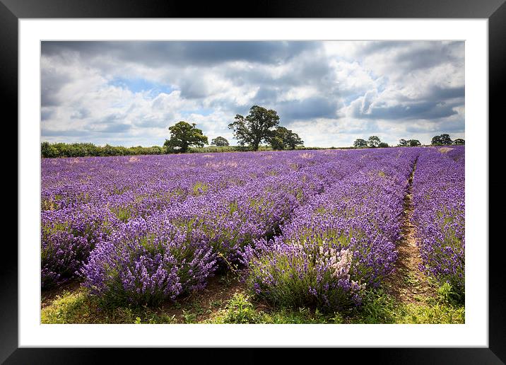 Somerset Lavender Framed Mounted Print by Andrew Ray