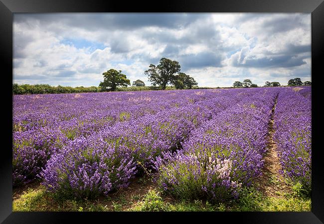 Somerset Lavender Framed Print by Andrew Ray