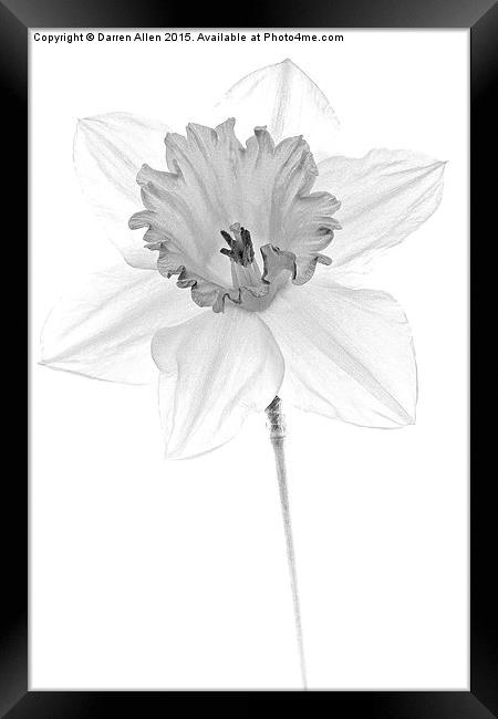  Daffodil Framed Print by Darren Allen