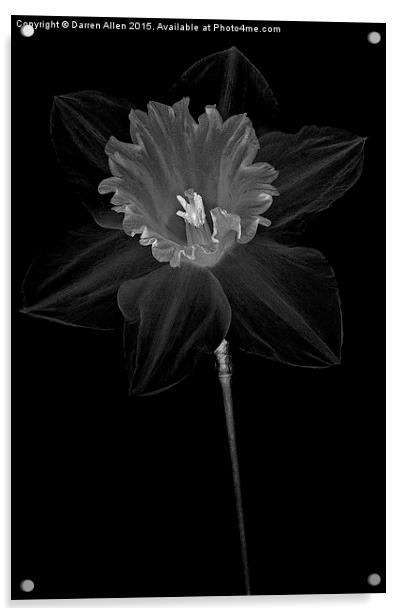   Daffodil Acrylic by Darren Allen