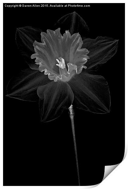   Daffodil Print by Darren Allen