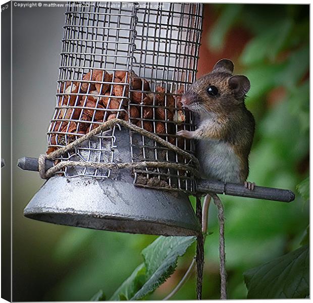  Cheeky Mouse Steals Food Canvas Print by matthew  mallett