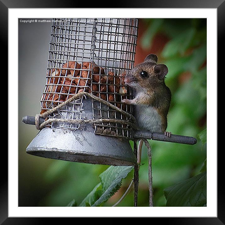  Cheeky Mouse Steals Food Framed Mounted Print by matthew  mallett