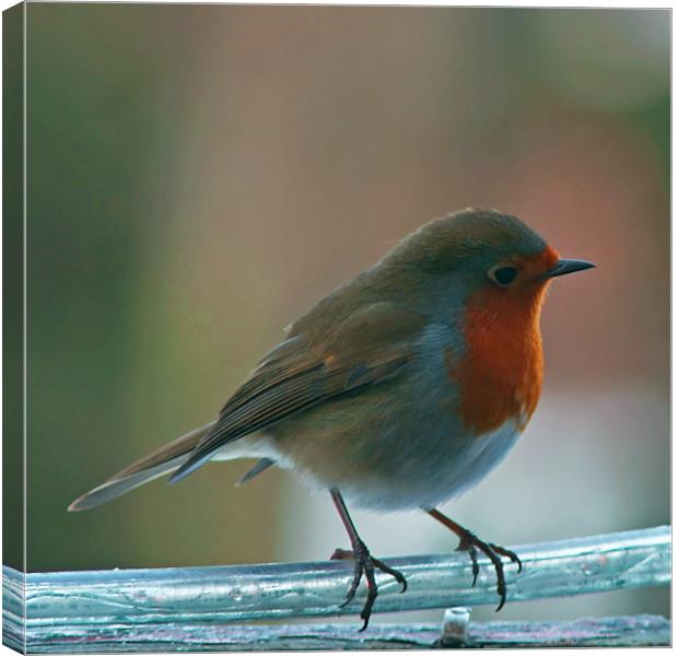 Robin Warming His Feet Canvas Print by Dave Windsor