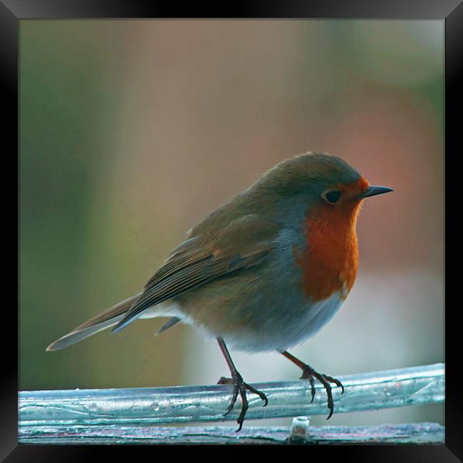 Robin Warming His Feet Framed Print by Dave Windsor