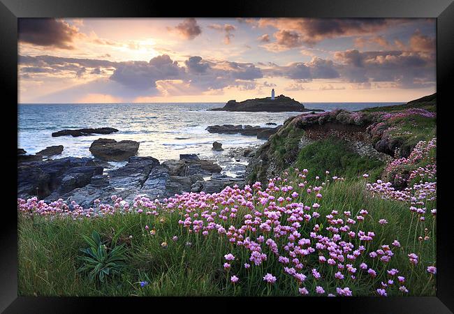 Thrift at Sunset (Godrevy) Framed Print by Andrew Ray