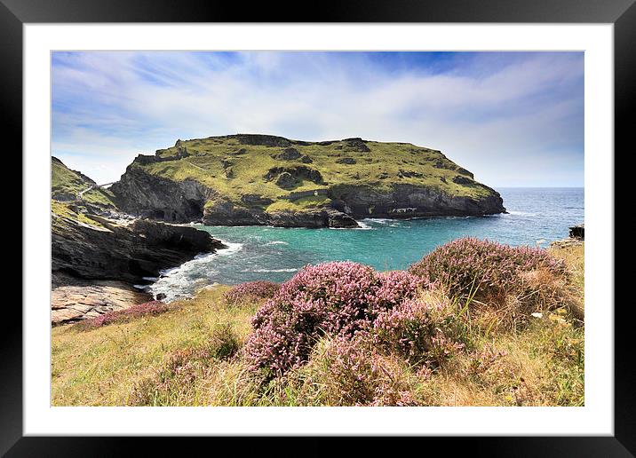 Heather on Barras Nose (Tintagel) Framed Mounted Print by Andrew Ray