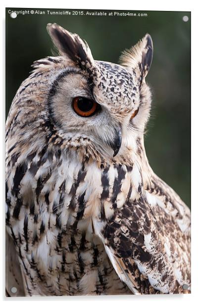  Eagle Owl Acrylic by Alan Tunnicliffe