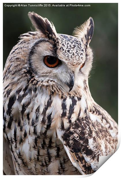  Eagle Owl Print by Alan Tunnicliffe