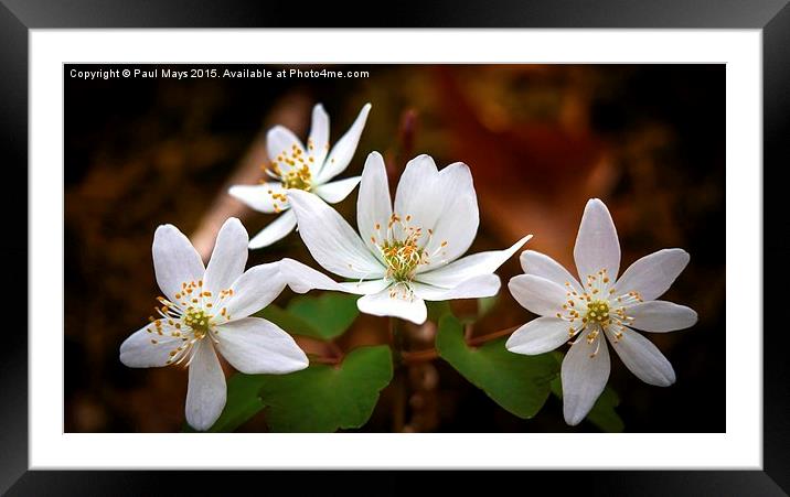 The White Blooms  Framed Mounted Print by Paul Mays