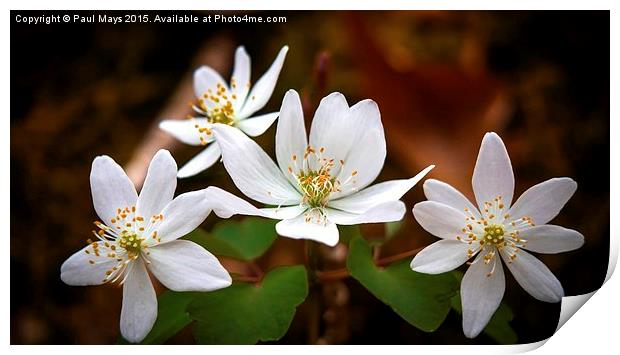  The White Blooms  Print by Paul Mays