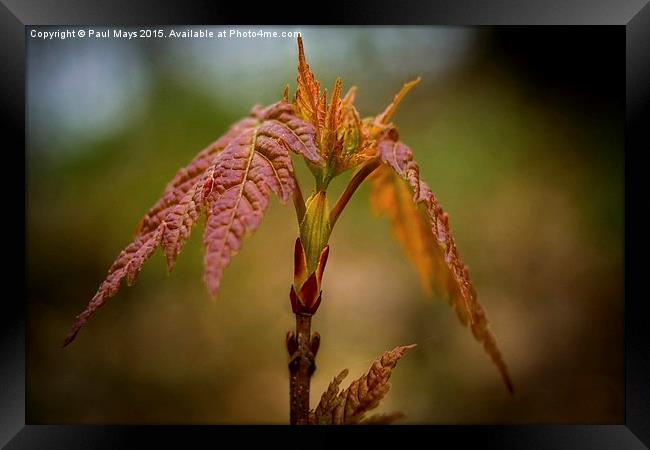  Maple is born  Framed Print by Paul Mays