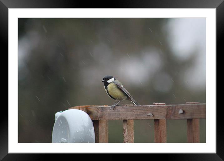  blue tit sitting in the rain Framed Mounted Print by mark philpott