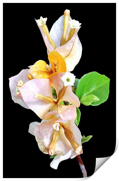 White Bougainvillea Flowers  Print by james balzano, jr.