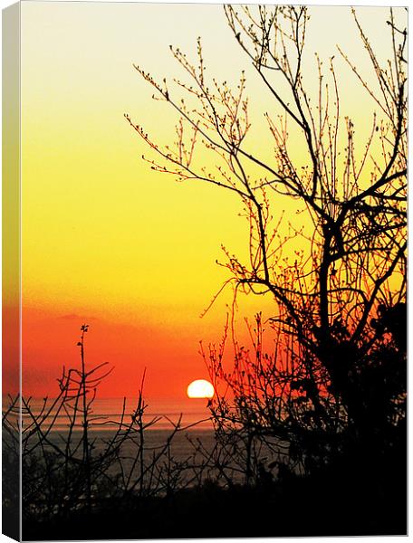 Sunset through the Branches and Buds  Canvas Print by james balzano, jr.