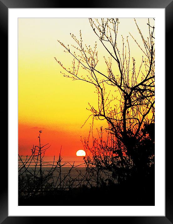 Sunset through the Branches and Buds  Framed Mounted Print by james balzano, jr.