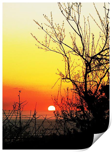 Sunset through the Branches and Buds  Print by james balzano, jr.