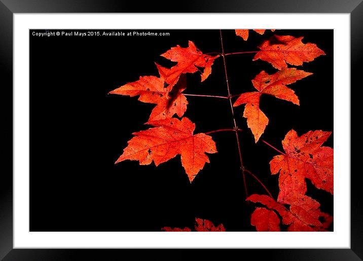  Fall  Framed Mounted Print by Paul Mays