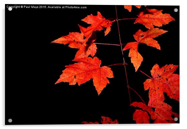  Fall  Acrylic by Paul Mays