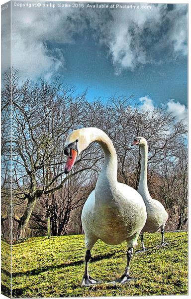  Two Swans against Cloudy Sky Canvas Print by philip clarke