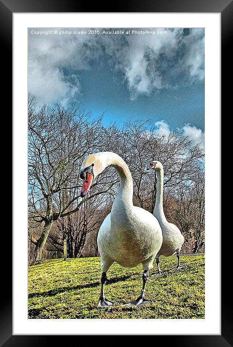  Two Swans against Cloudy Sky Framed Mounted Print by philip clarke