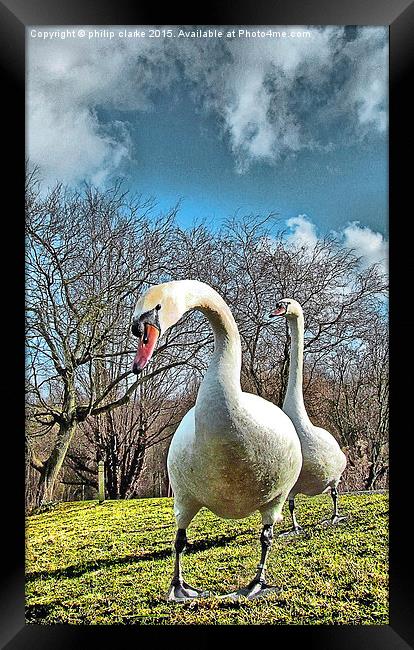  Two Swans against Cloudy Sky Framed Print by philip clarke
