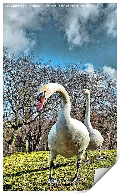  Two Swans against Cloudy Sky Print by philip clarke