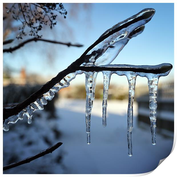 Icicles Print by Stephen Mole