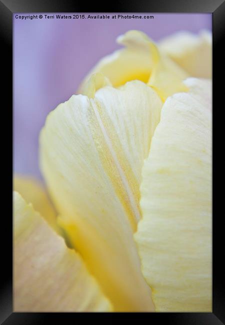  Cream Tulip Framed Print by Terri Waters