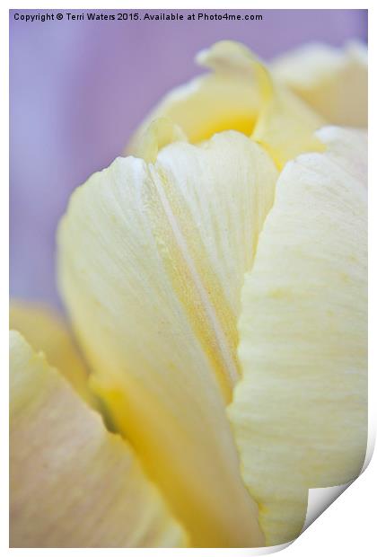  Cream Tulip Print by Terri Waters
