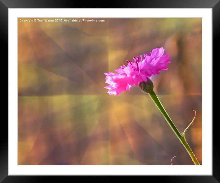  Pink Cornflower Framed Mounted Print by Terri Waters
