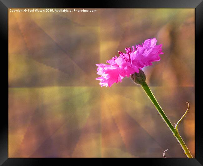  Pink Cornflower Framed Print by Terri Waters
