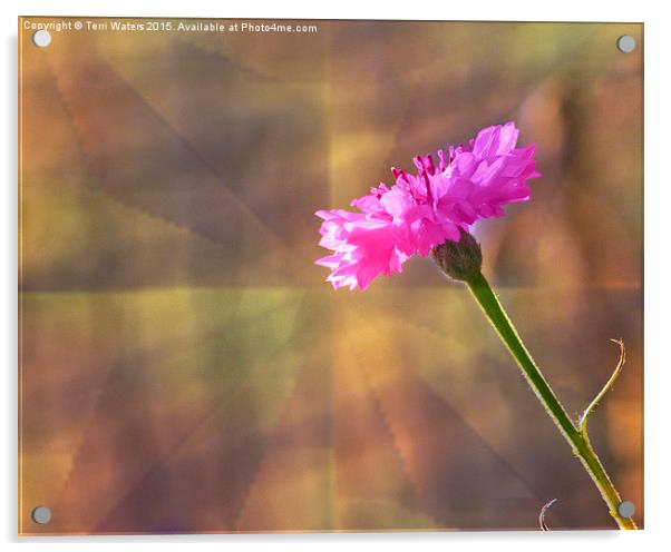  Pink Cornflower Acrylic by Terri Waters