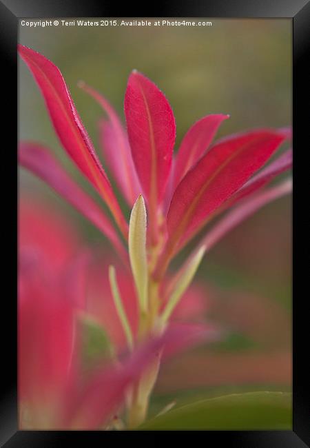  New Shoots Framed Print by Terri Waters