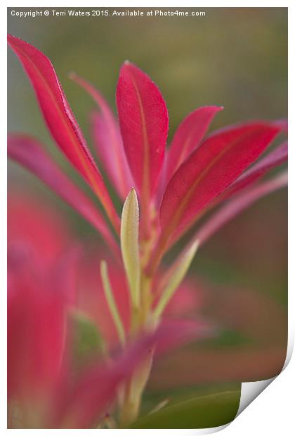  New Shoots Print by Terri Waters