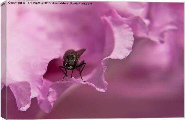  Fly On A Rhododendron Canvas Print by Terri Waters
