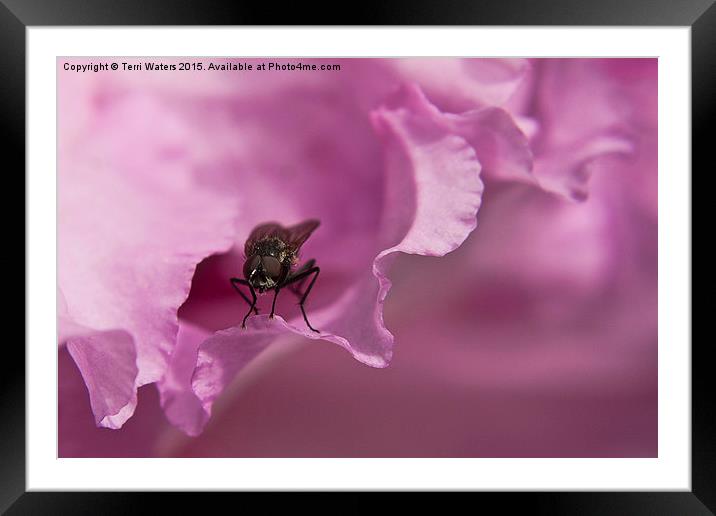  Fly On A Rhododendron Framed Mounted Print by Terri Waters