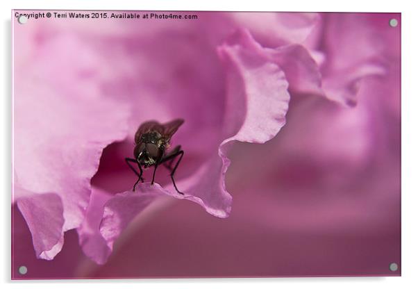  Fly On A Rhododendron Acrylic by Terri Waters