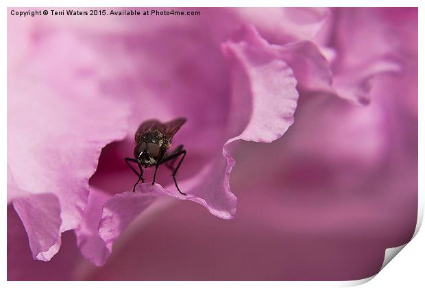  Fly On A Rhododendron Print by Terri Waters